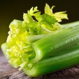 CELERY