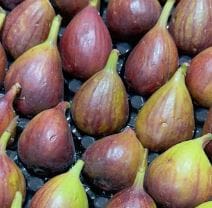 FIGS 6 PACK