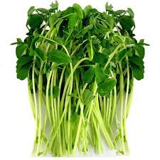 HEALTHY SPROUTS SNOW PEA SPROUTS