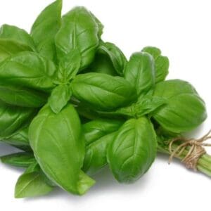HERB FRESH BASIL
