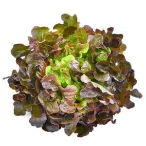 LETTUCE RED OAK