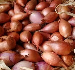 SHALLOTS GOLDEN